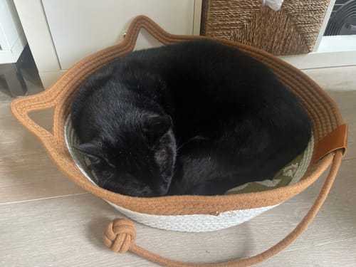 Customer photo review of Instinct Basket | Meet the first research-backed natural territory for indoor cats
