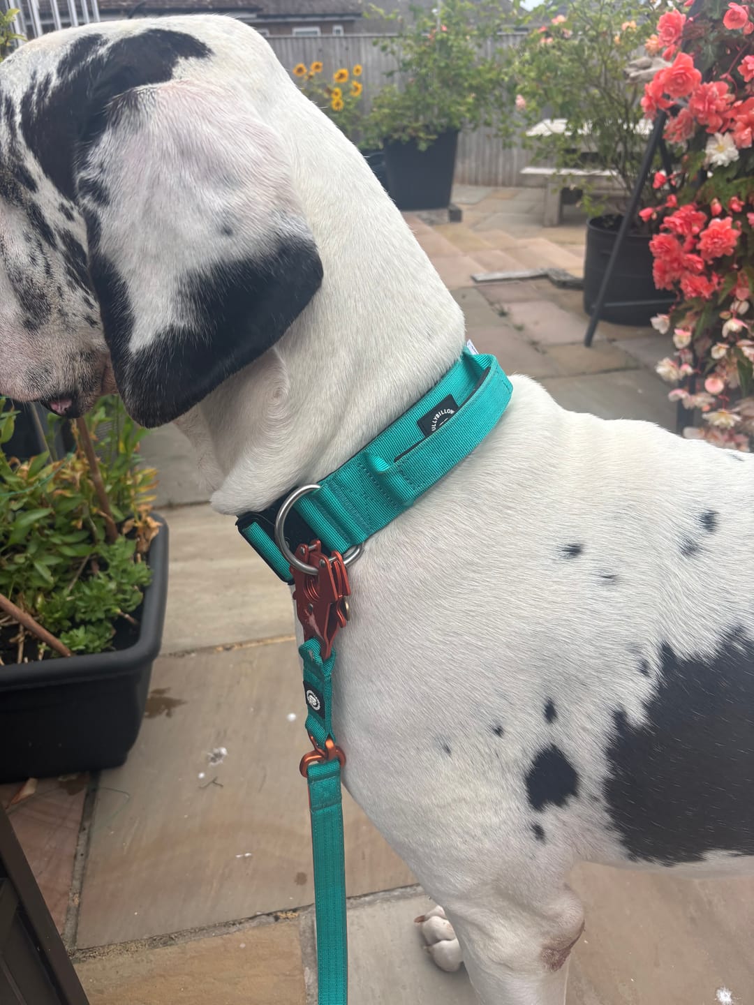 Customer photo review of 1.4m Lighter Swivel Combat Lead | Anti-Tangle & Secure Clip - Turquoise x Orange