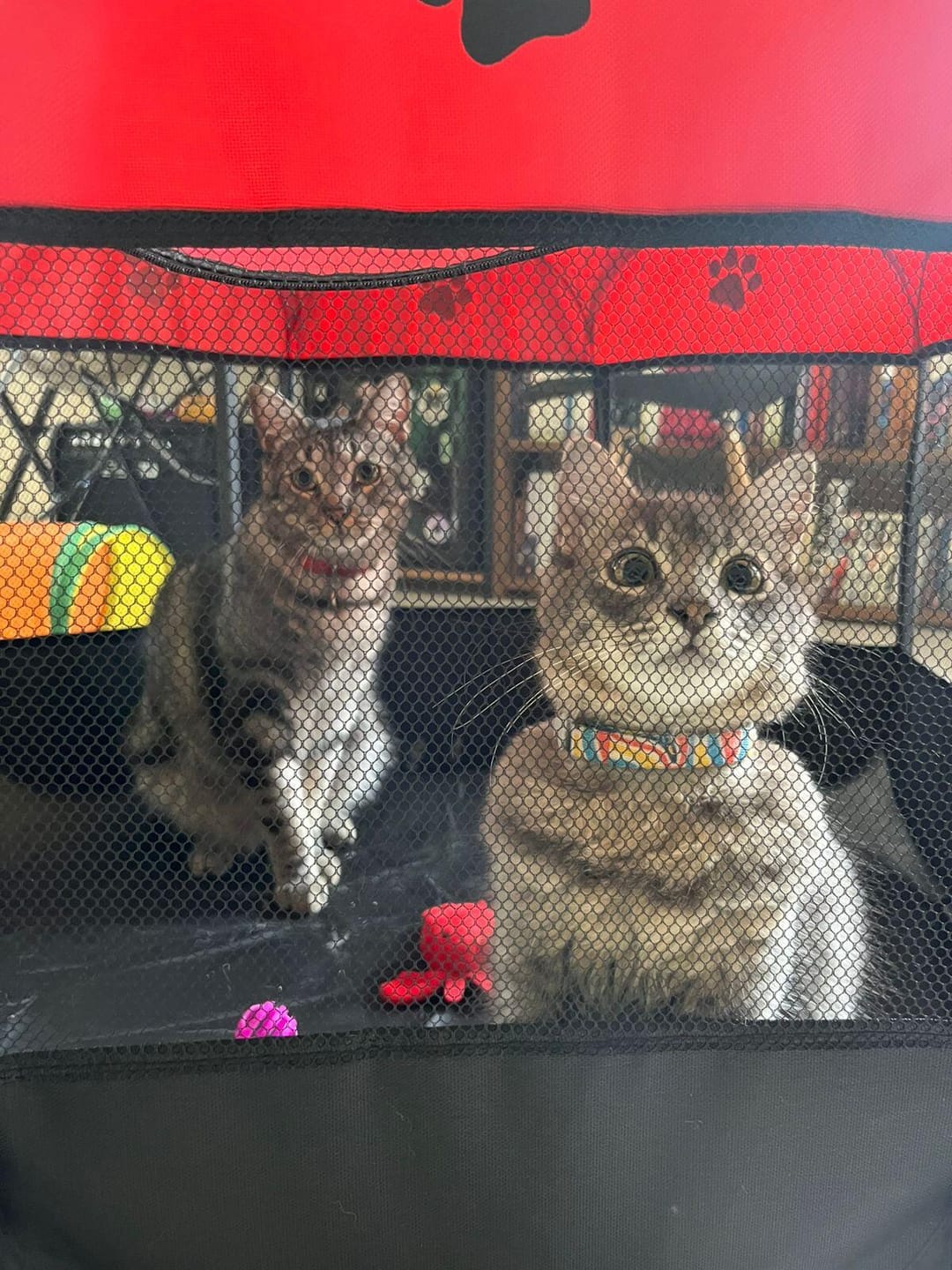 Customer photo review of CT1637 1 Pieza De Jaula Casa Portátil Para Mascota
