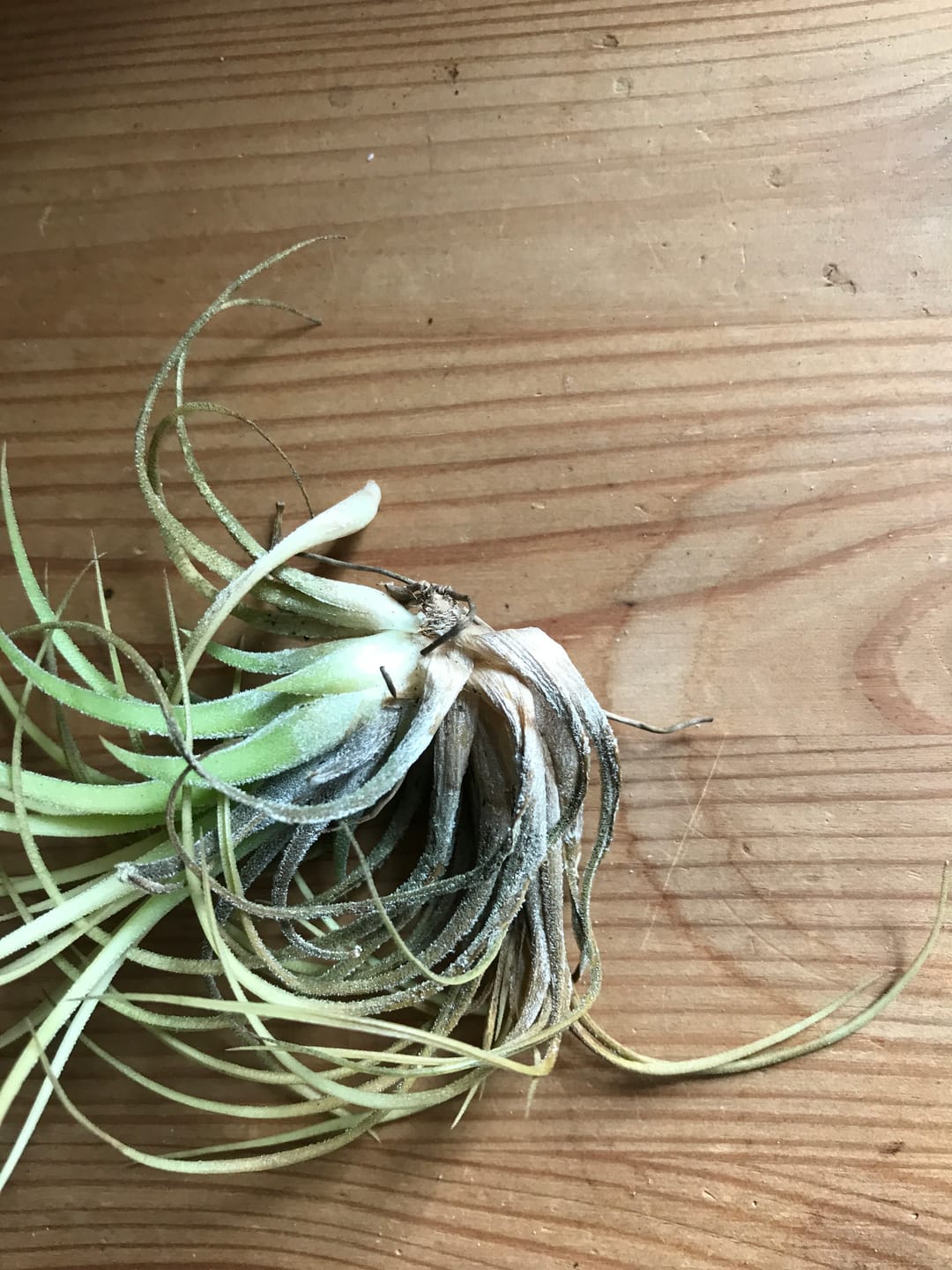 Customer photo review of Tillandsia usneoides - Lousianamoos