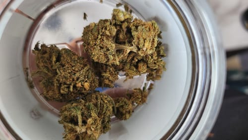 A customer's top-down view of Mango Fire Indoor CBD Flower buds inside a clear glass jar.