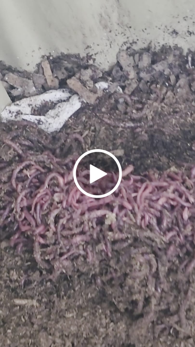 Customer video review of African Nightcrawlers