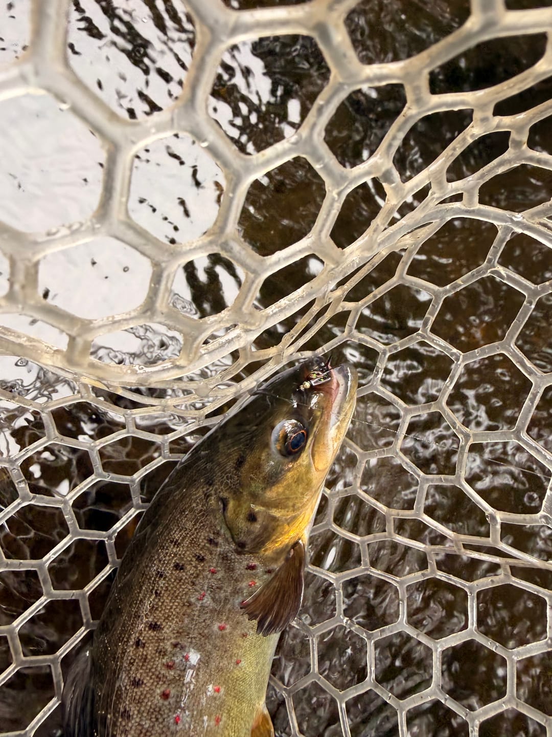 Customer photo review of Redington Field Kit Euro