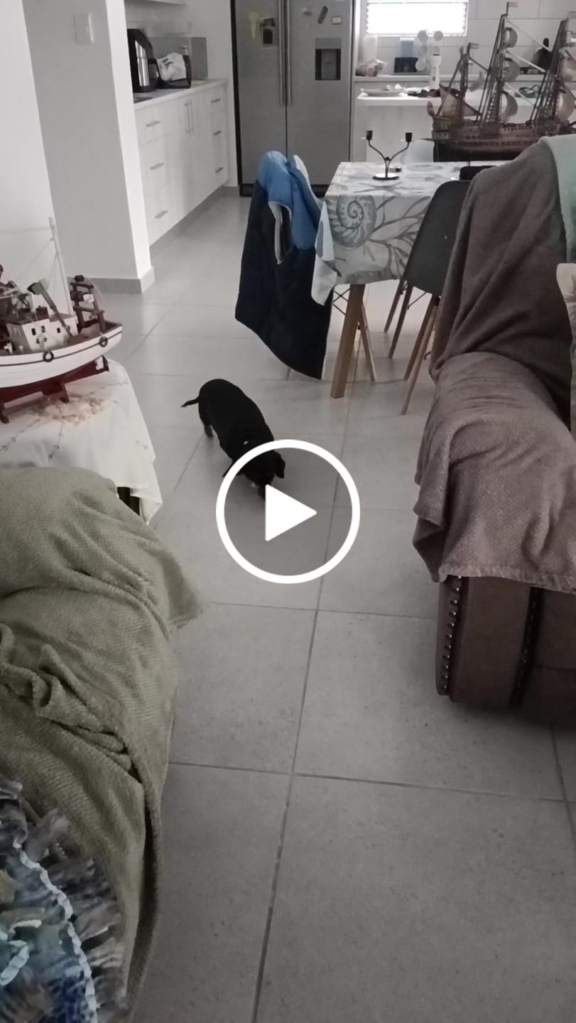 Customer video review of FlexCare (Joint & Movement Support For Dogs)