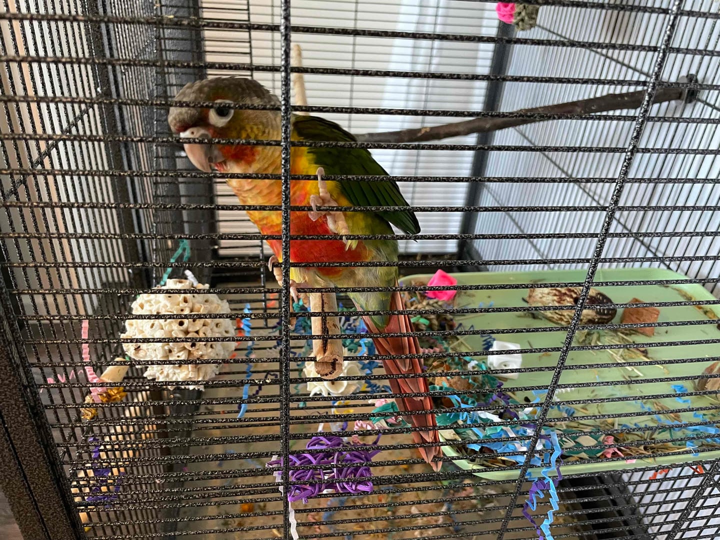 Customer photo review of 3.25" Sola Atta Ball