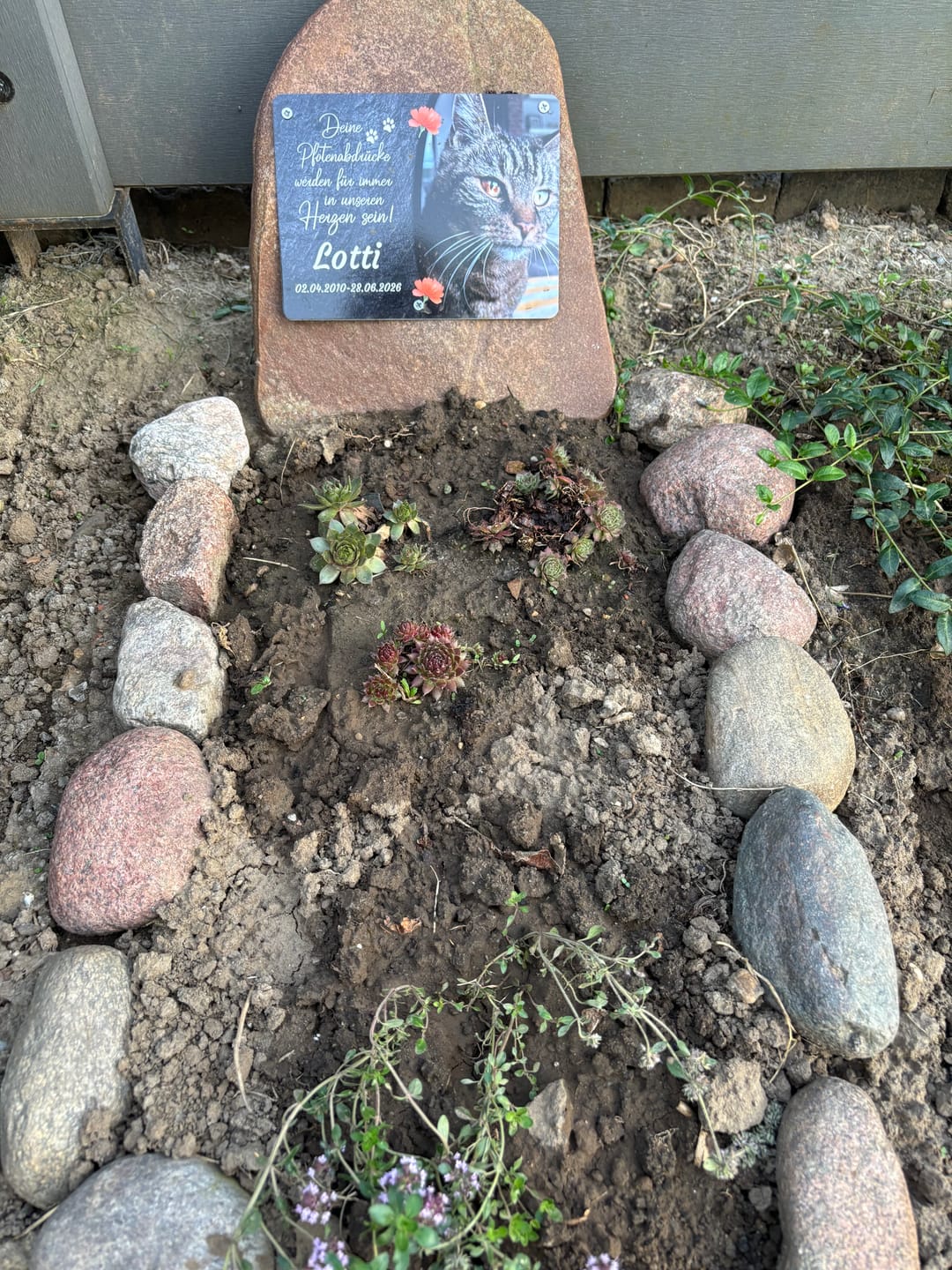 Customer photo review of Katzen Gedenktafel mit Foto & Spruch (UV- & Wetterfest)