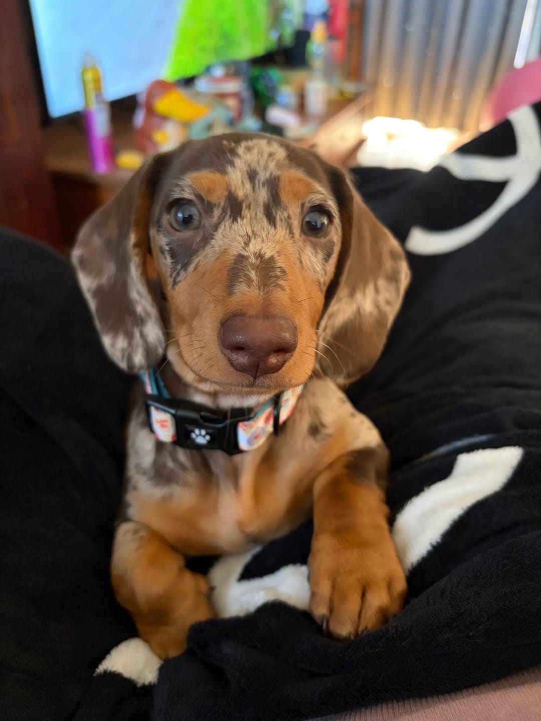 Customer photo review of LEASH - SWEET TALKER