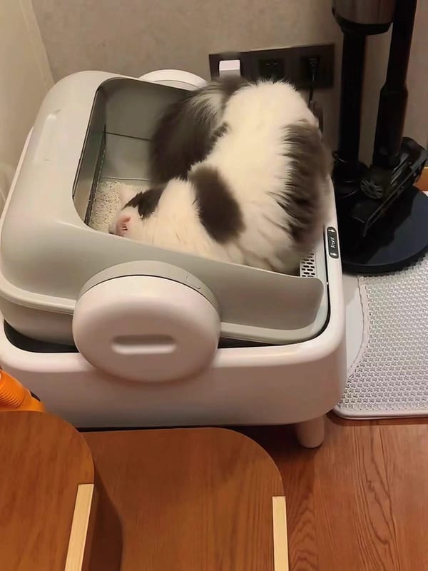 Customer photo review of Oneisall Ease S1 selbstreinigende Katzentoilette