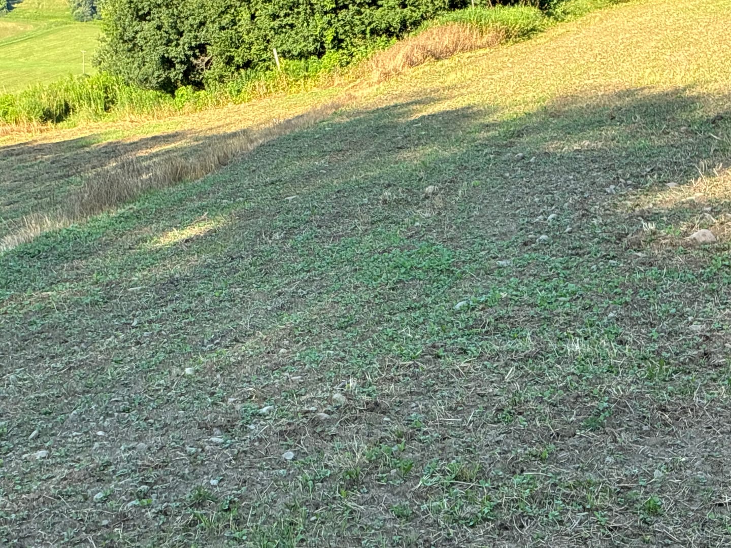 Customer photo review of Bombshell™ Food Plot Seed