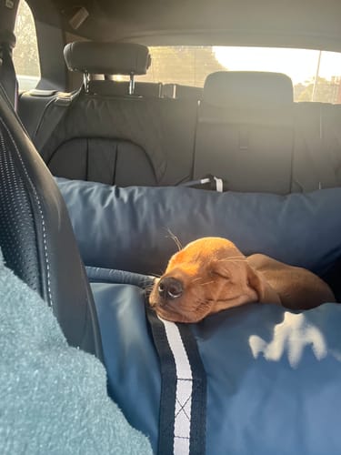 Customer's small dog sleeping comfortably in the blue Dog Dock car seat in the back of a car.