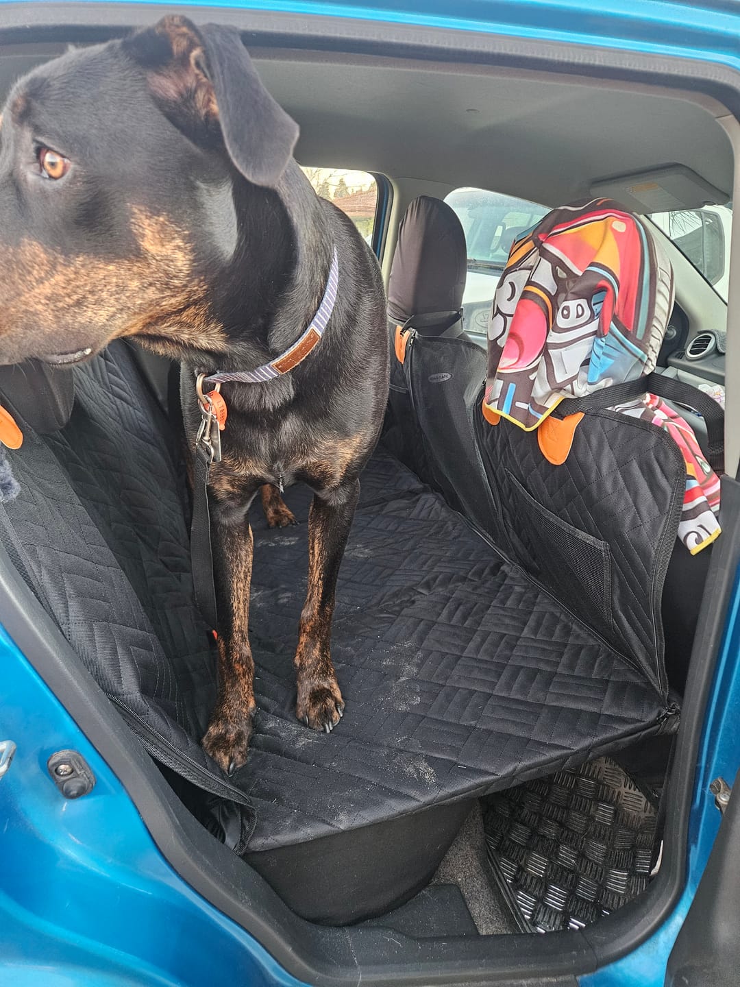 Customer photo review of Companion&Co™ Hard Bottom Car Seat Cover