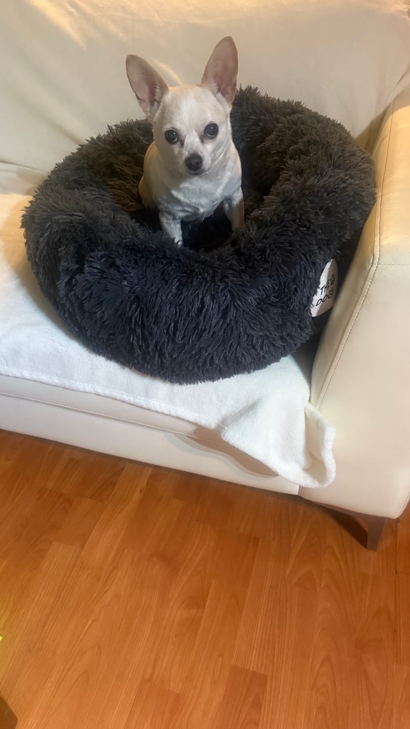 Customer photo review of Cama Anti-Estrés THE DOGS — Menos ansiedad, más descanso