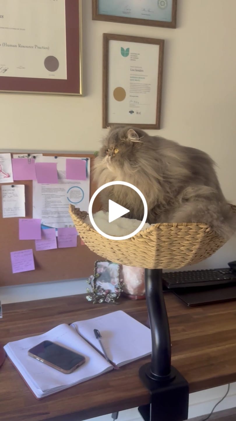 Customer video review of MICHU DeskMate Desk-Mounted Cat Tree