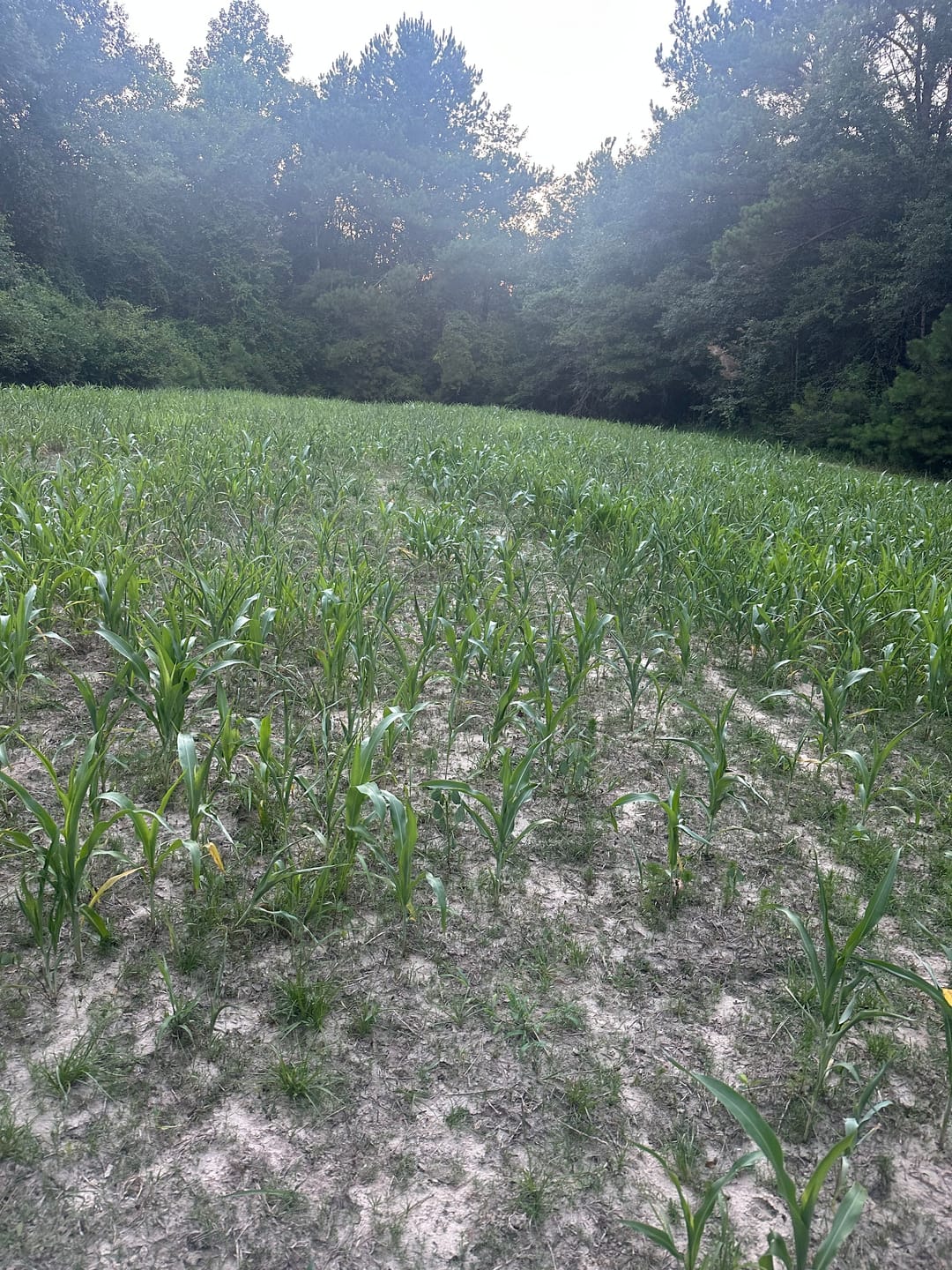 Customer photo review of Summer Bulk