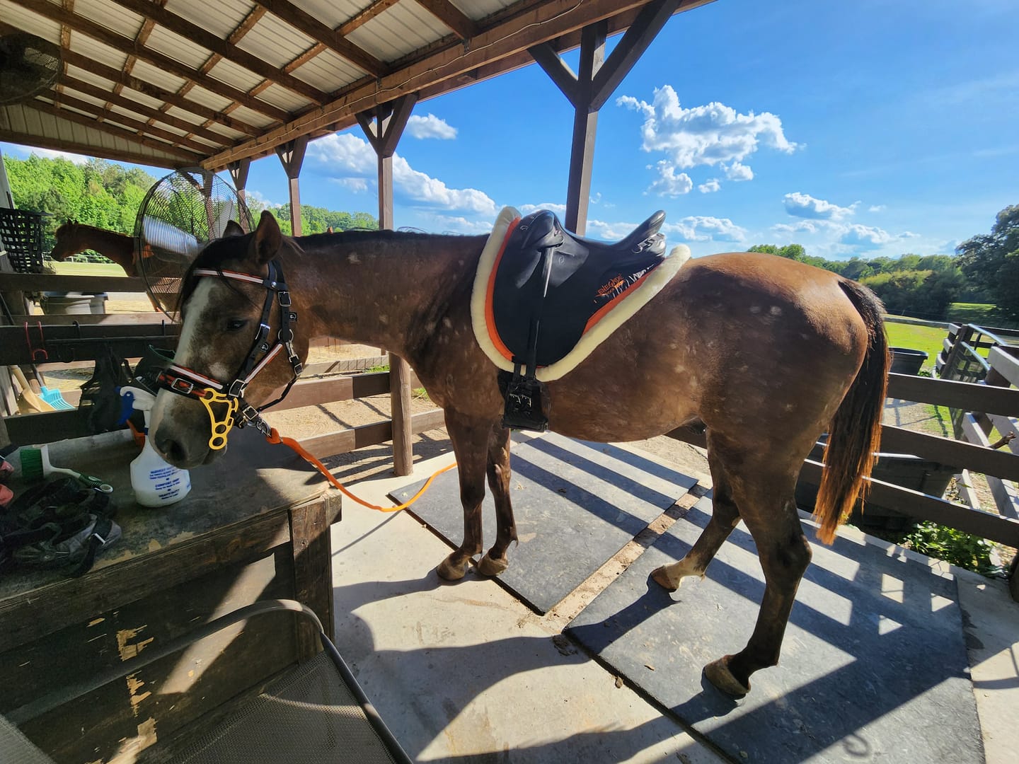 Customer photo review of Archer Equine Saddle Pad - Braveheart - Black/Orange