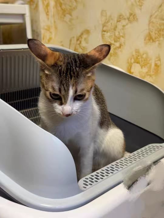 Customer photo review of Oneisall Ease S1 selbstreinigende Katzentoilette