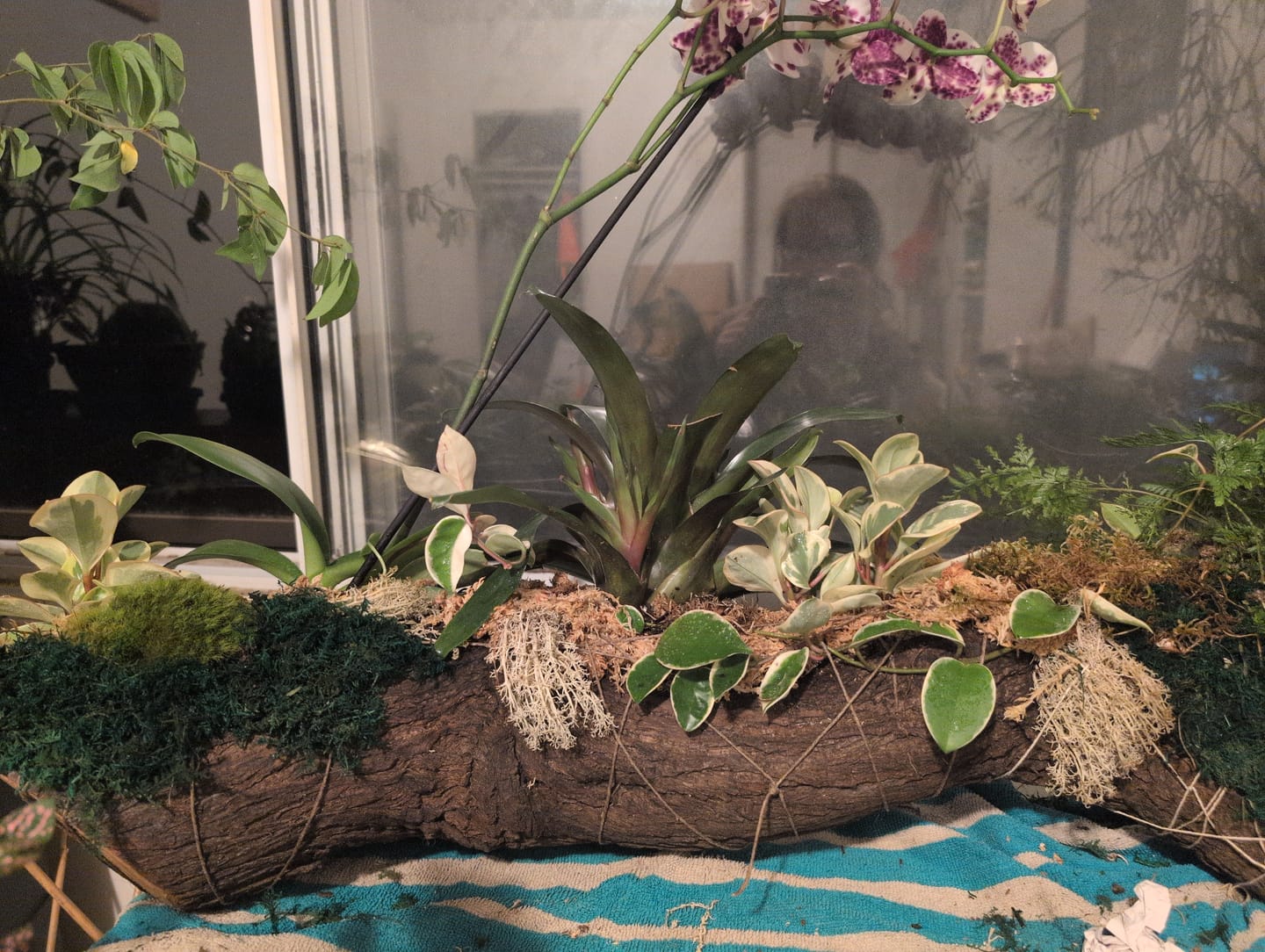 Customer photo review of Premium Sphagnum Moss