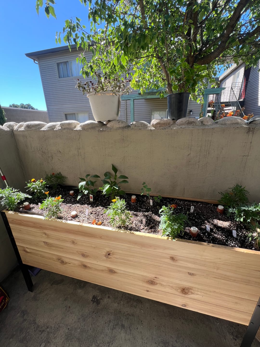 Customer photo review of 18″ x 60″ Deep Root Raised Garden Bed - 30″ TALL / Garden Grade