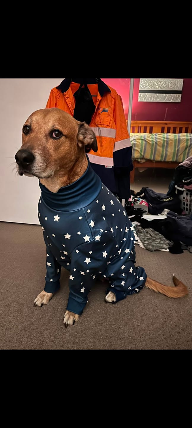Customer photo review of Dog Pajama - Stars