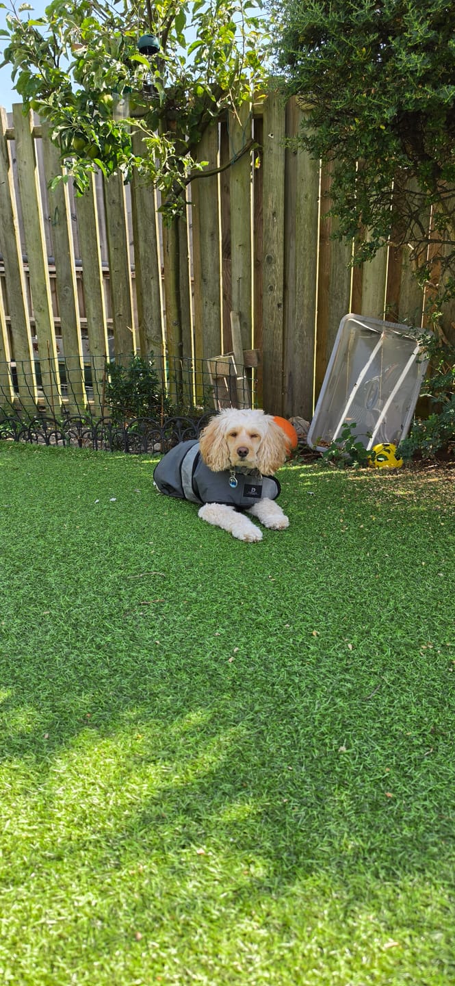 Customer photo review of Luxury Dog Cooling Coat