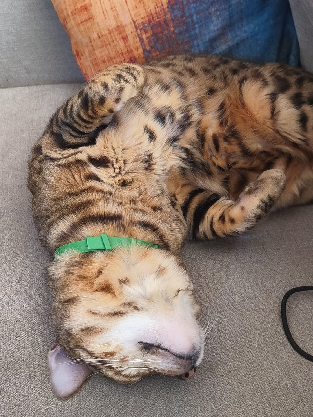 Customer photo review of FurLife™ - 8 Months All Natural Flea and Tick Collar for Cats