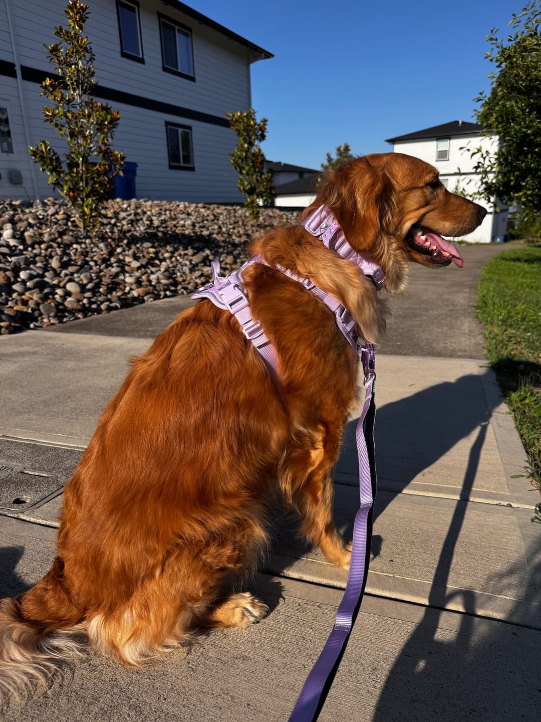 Customer photo review of Anti Pull Hurricane Harness Lighter | With Handle - Lavender X Ube