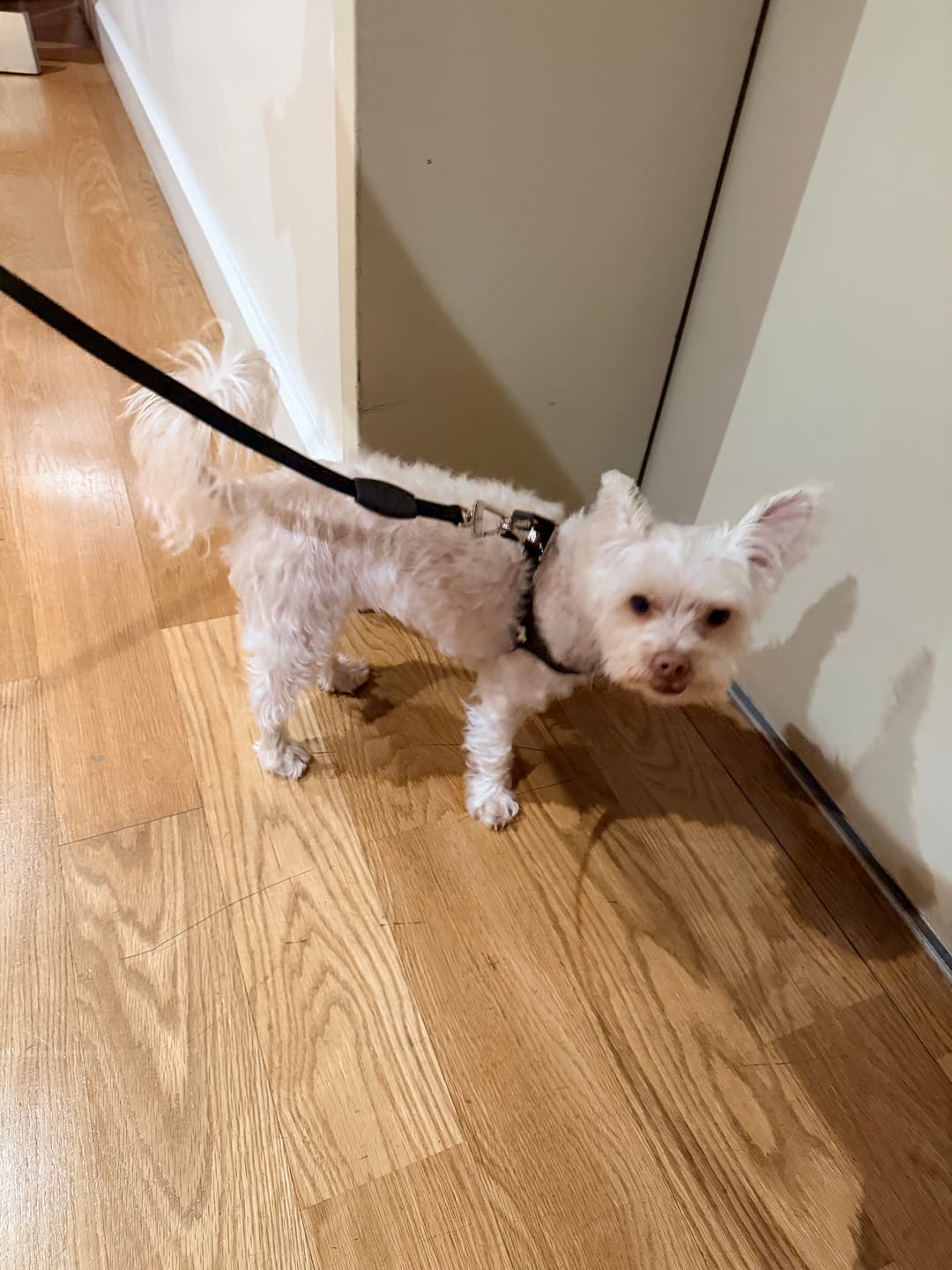 Customer photo review of Boneflex Harness Silver