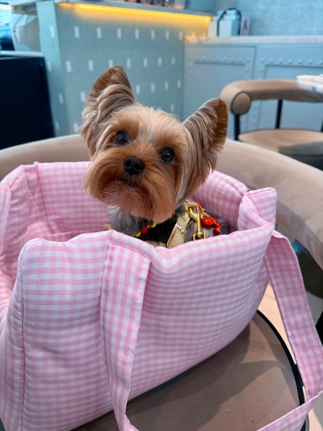 Customer photo review of Borse Trasportino per Cani in Tessuto Vichy | Eleganti, Comode e Made in Italy | Leo e Luna