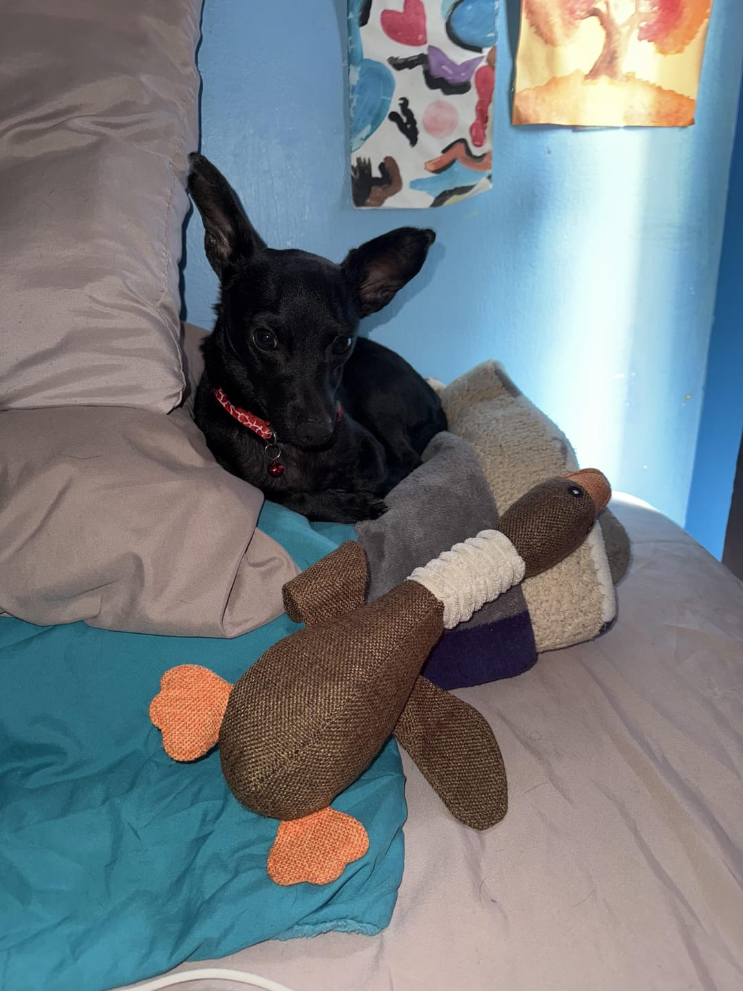 Customer photo review of CT3496 1 Pieza De Juguete De Peluche Diseño Langosta Para Mascota