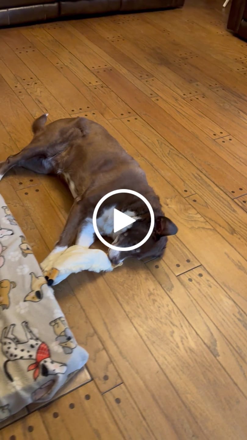 Customer video review of Lolahemp Calming Chews