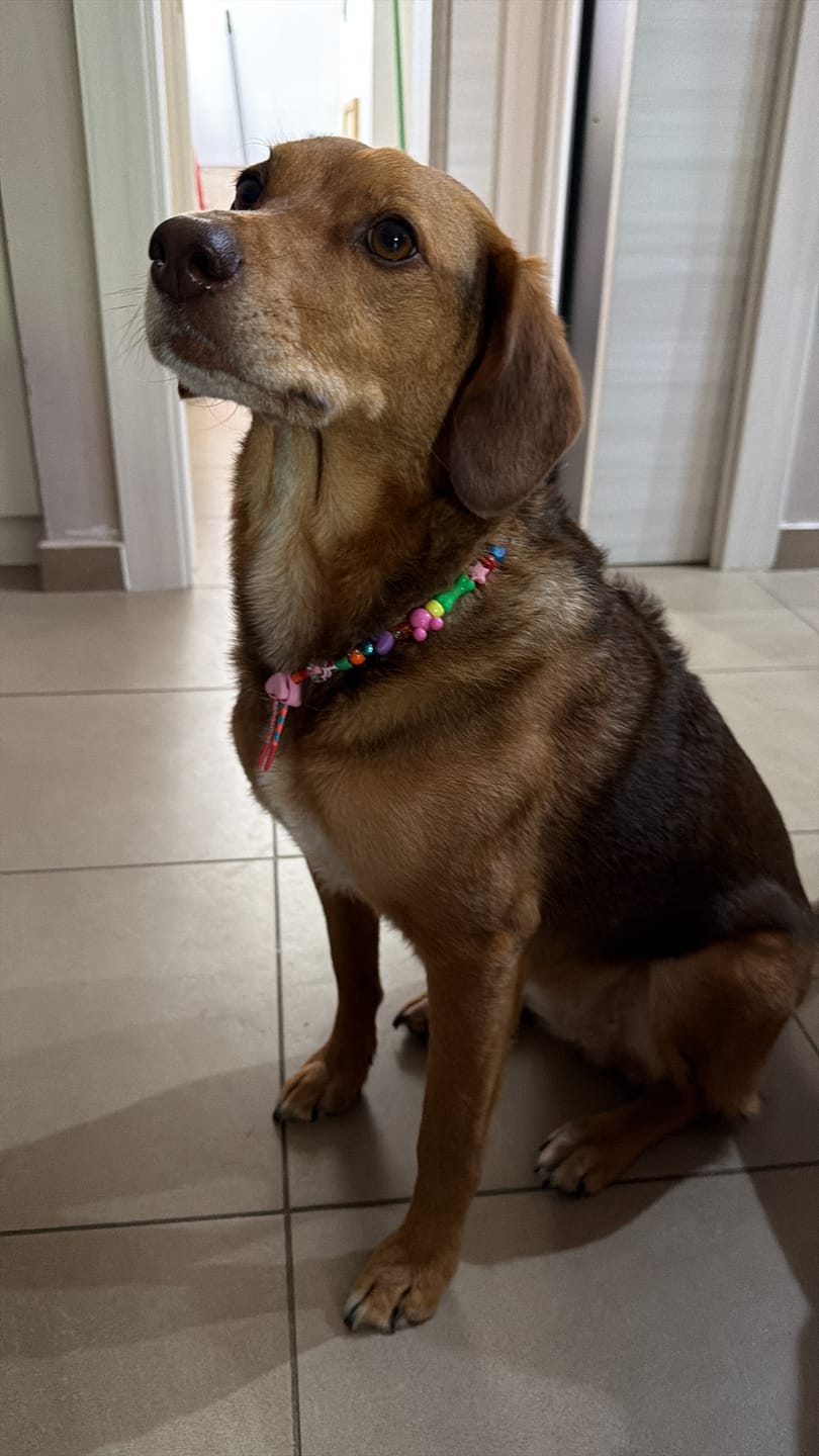 Customer photo review of Collanina canina carina