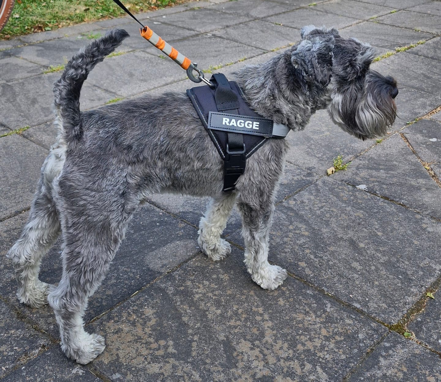 Customer photo review of Personlig Hundsele med Namn & Telefonnummer