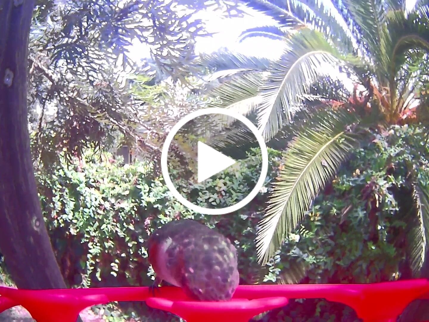 Customer video review of Birdfy Hum Feeder Duo - Hummingbird Feeder with Dual Camera