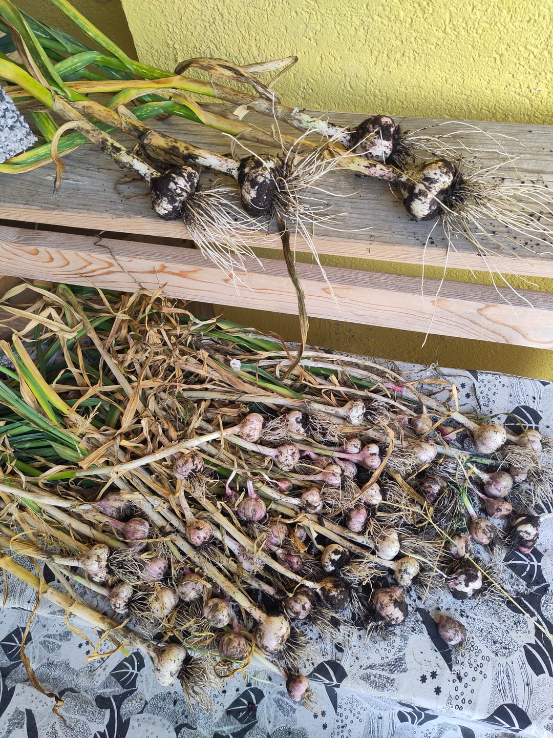 Customer photo review of Pflanzknoblauch ‘Ljubascha’: Bio-Pflanzgut aus Erhaltungsanbau