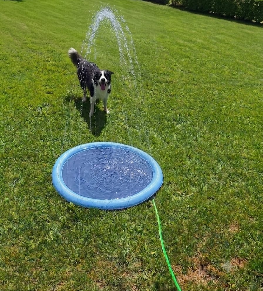 Customer photo review of Sprinkler Wasserspielmatte für Hunde