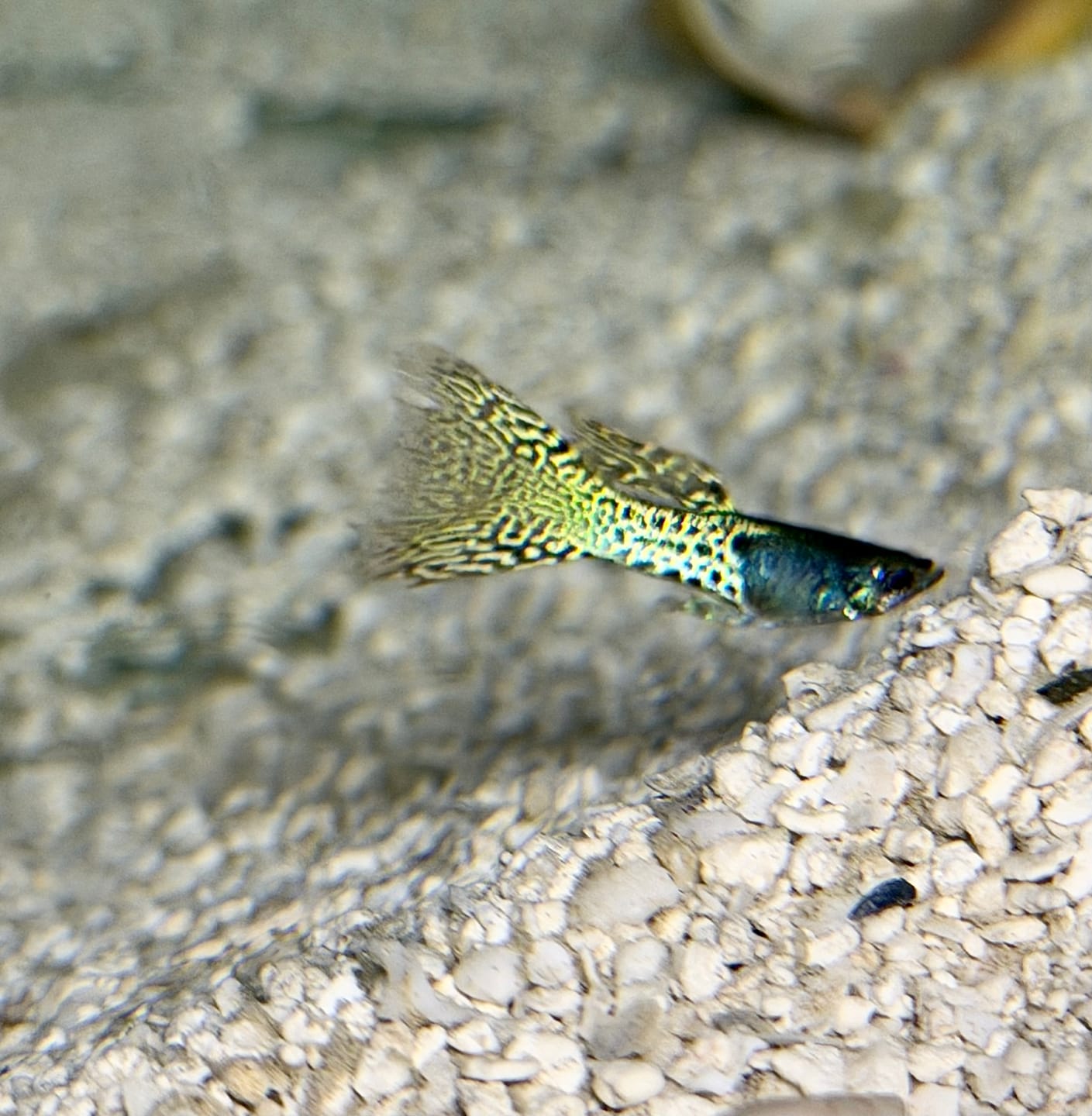 Customer photo review of Metal Yellow Lace Guppy Fish