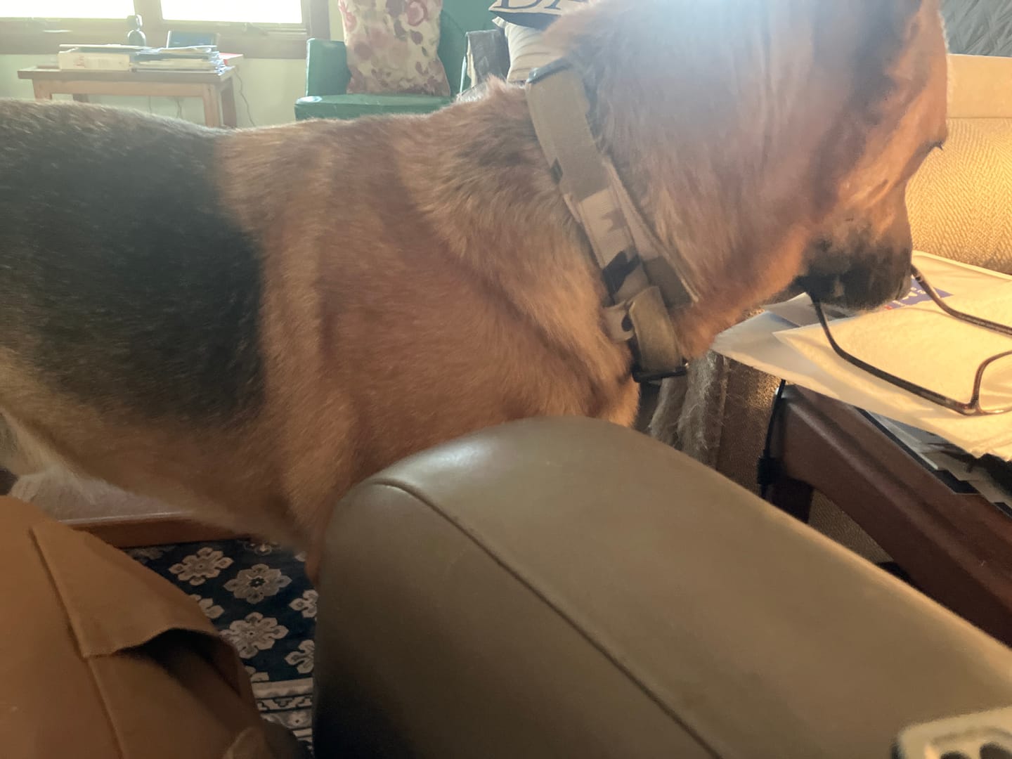 Customer photo review of Team K9® Tactical Dog Collar
