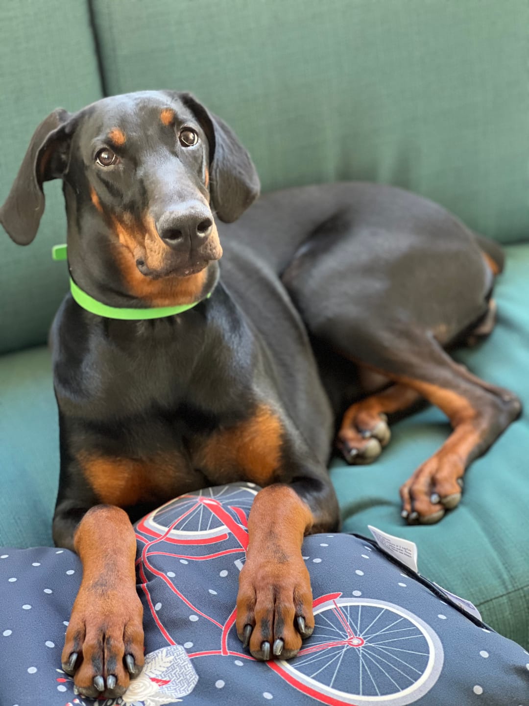 Customer photo review of FurLife™ - 8 Months All Natural Flea and Tick Collar for Cats