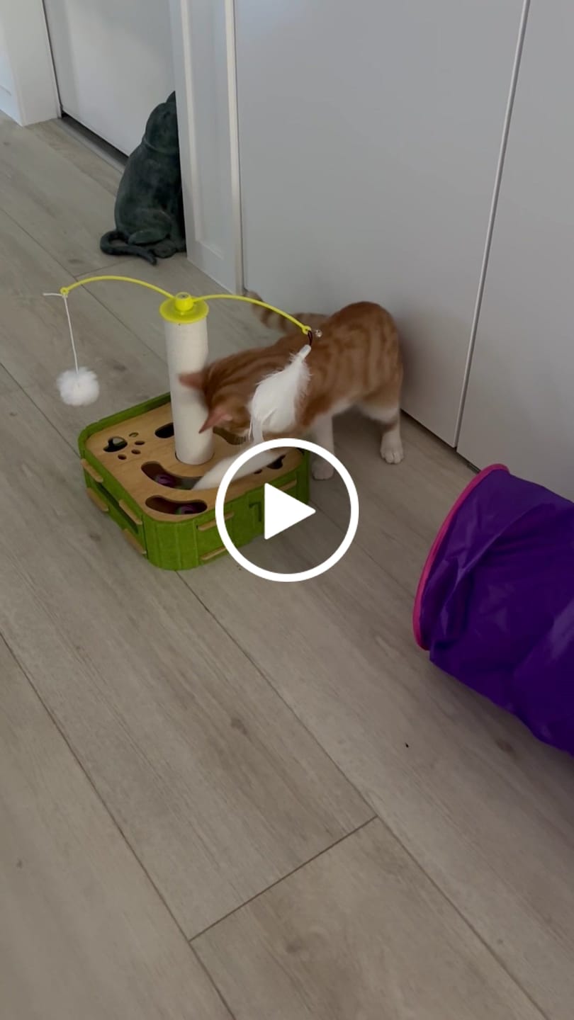 Customer video review of Felt Cat Puzzle Toy with Scratching Pole