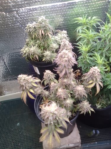 Customer photo review of NYC Diesel THCA Flower