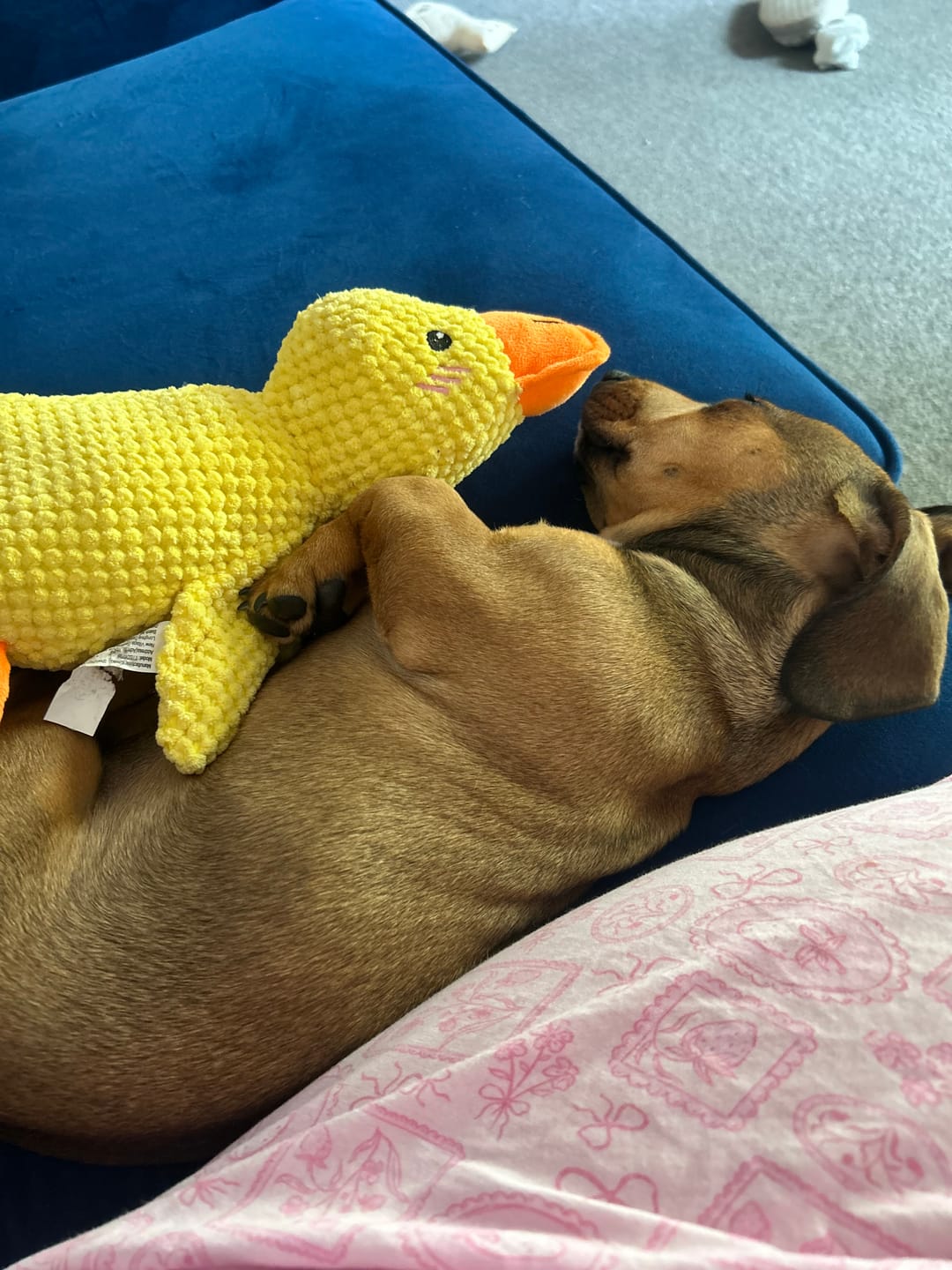 Customer photo review of Brazilian Glow Pet Perfume
