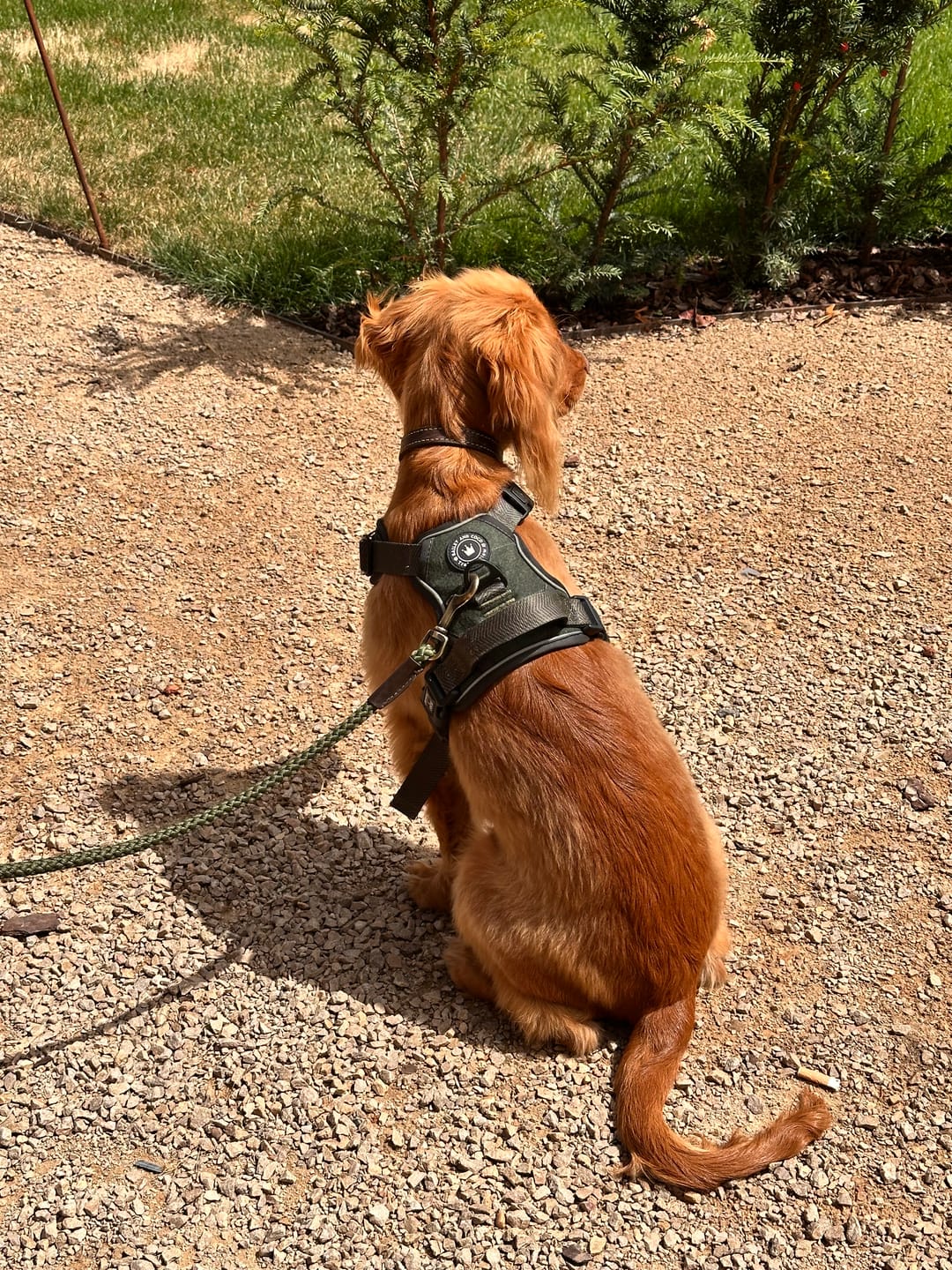 Customer photo review of Trail & Glow Tweed Dog Harness - Forest Tweed