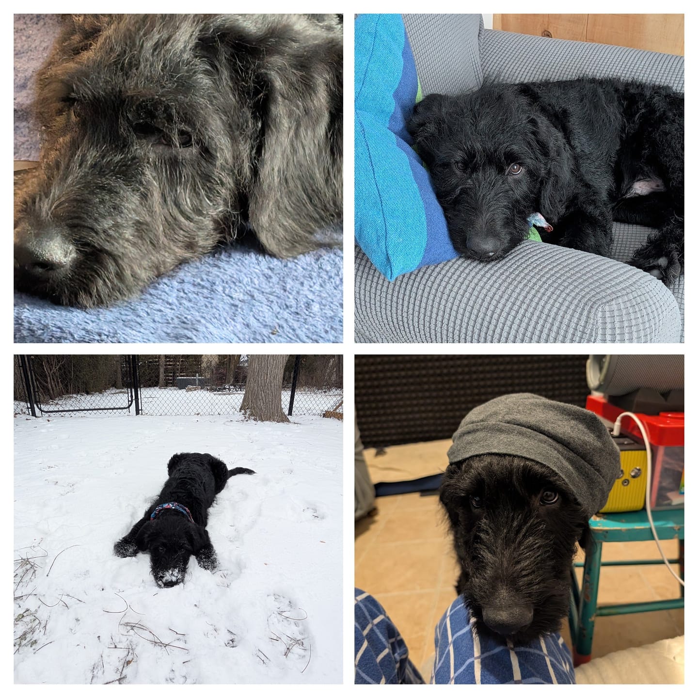 Customer photo review of COMBO GRAND STRESS pour chiens et chats: TOXY, PEASY