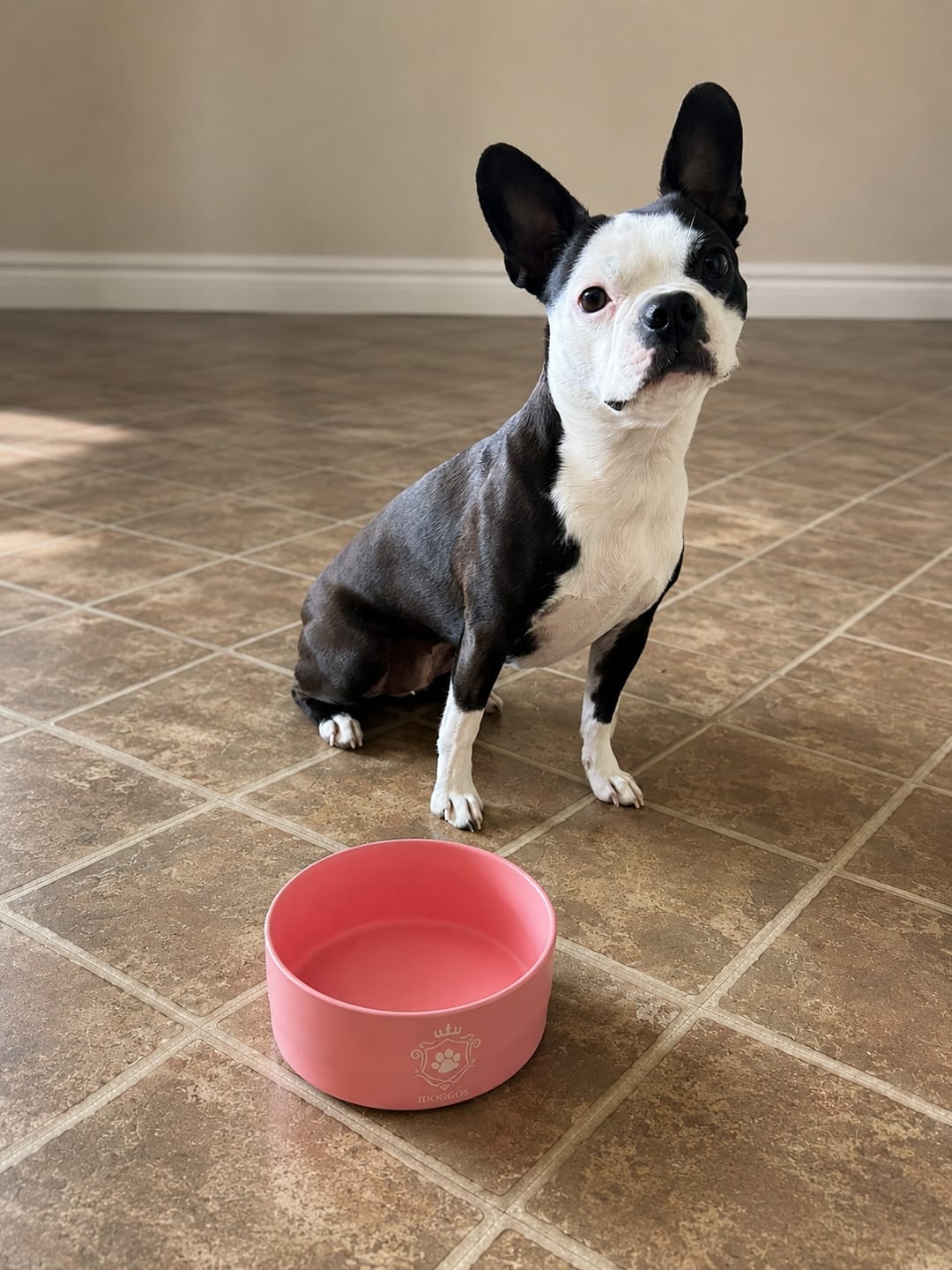 Customer photo review of Mystery Box - Dog