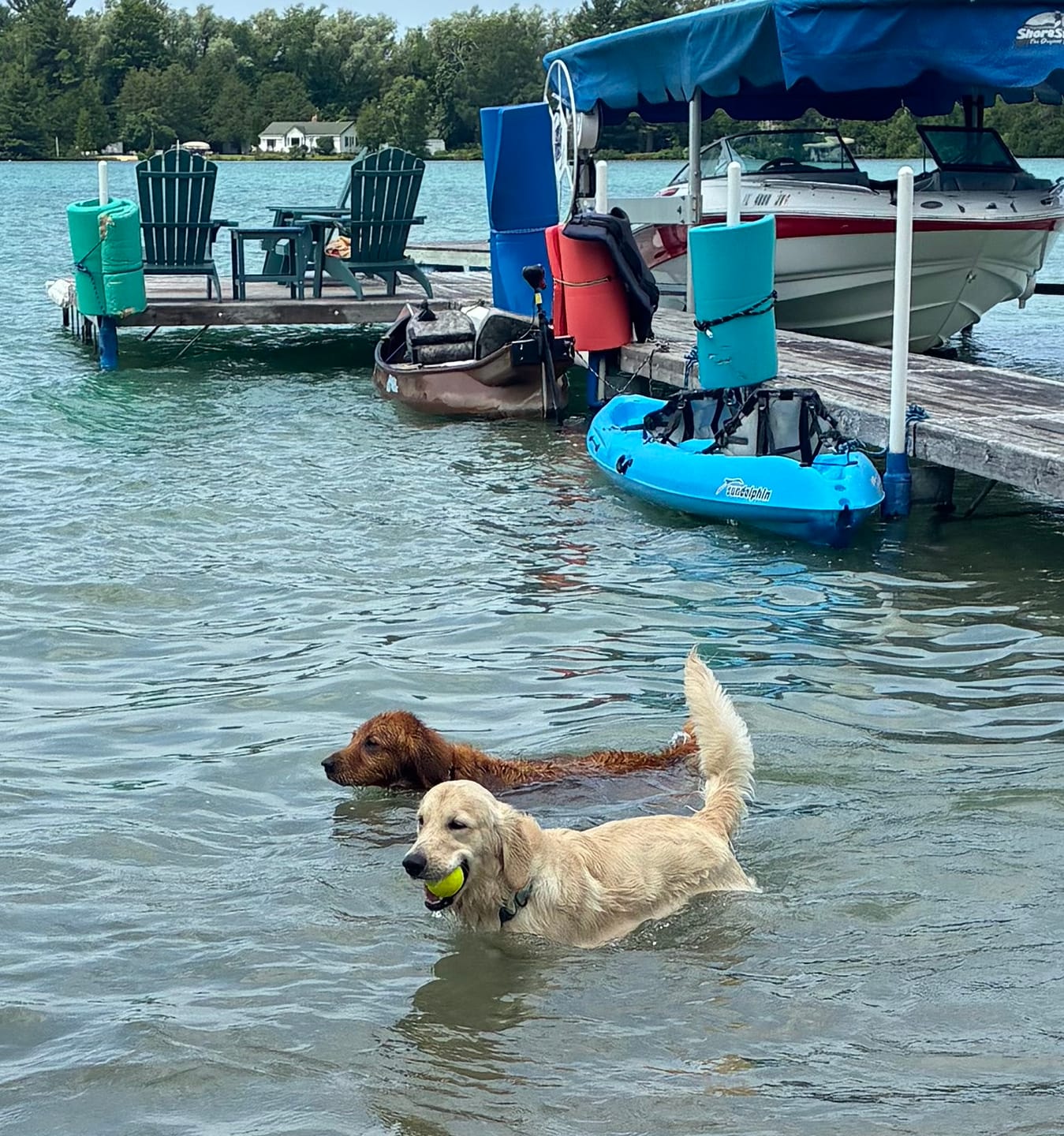 Customer photo review of Golden Retriever Swimming Club Premium Tee