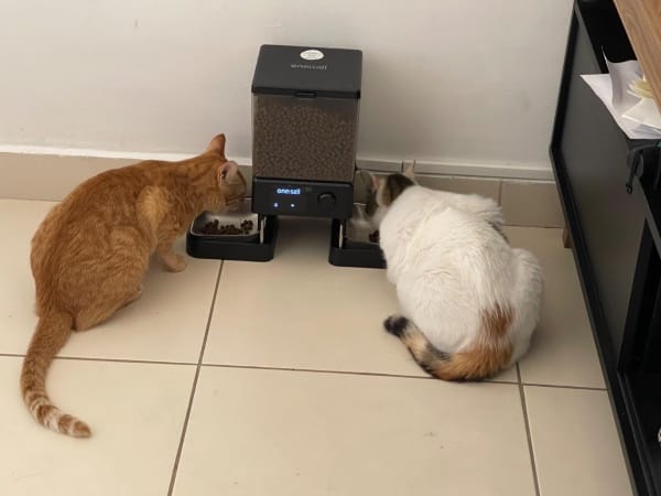 Customer photo review of Oneisall 5L Automatischer Katzenfütterer mit App-Steuerung für zwei Katzen
