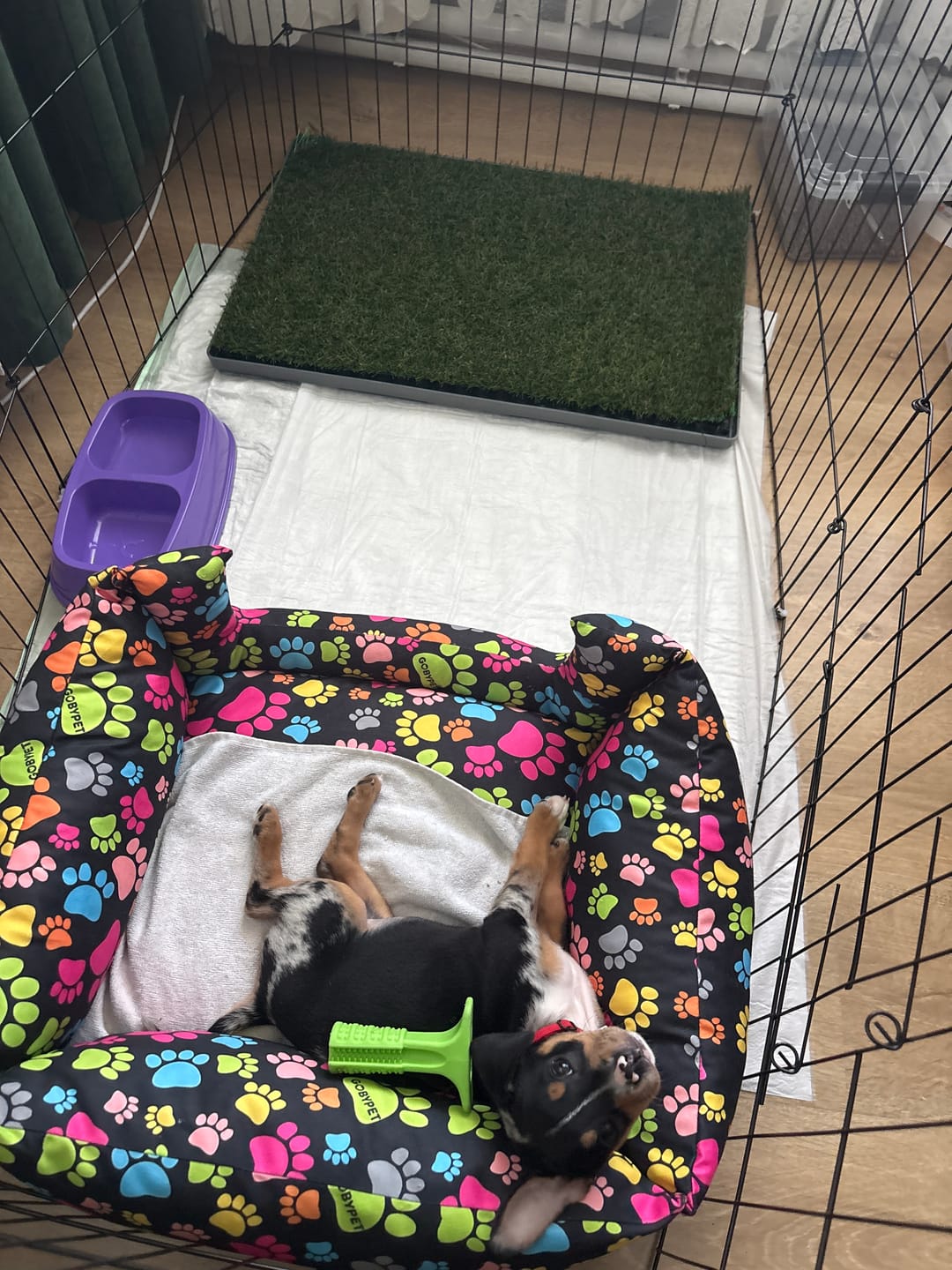 Customer photo review of GreenPee Yıkanabilir Pro Akıllı Çim Tuvalet®