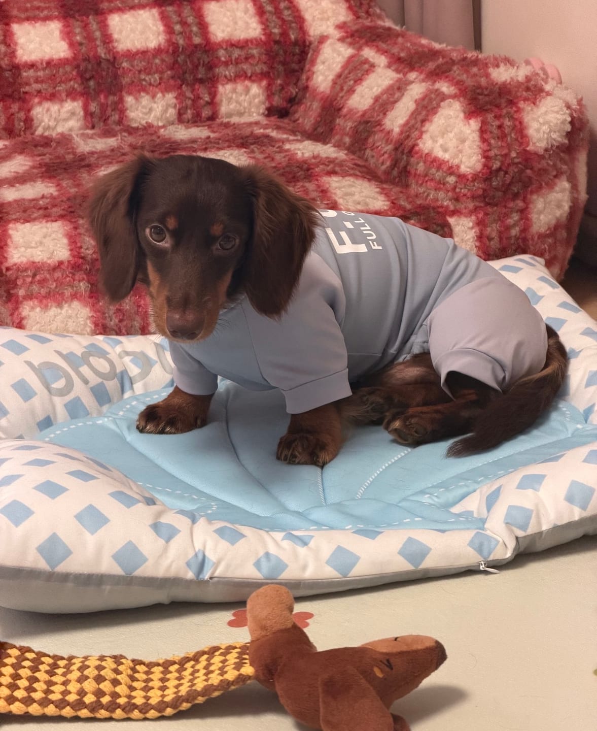Customer photo review of Pet Shell Cooling Bed