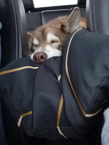 Customer's husky sleeping soundly in the black Dog Dock V2 in a car's back seat.