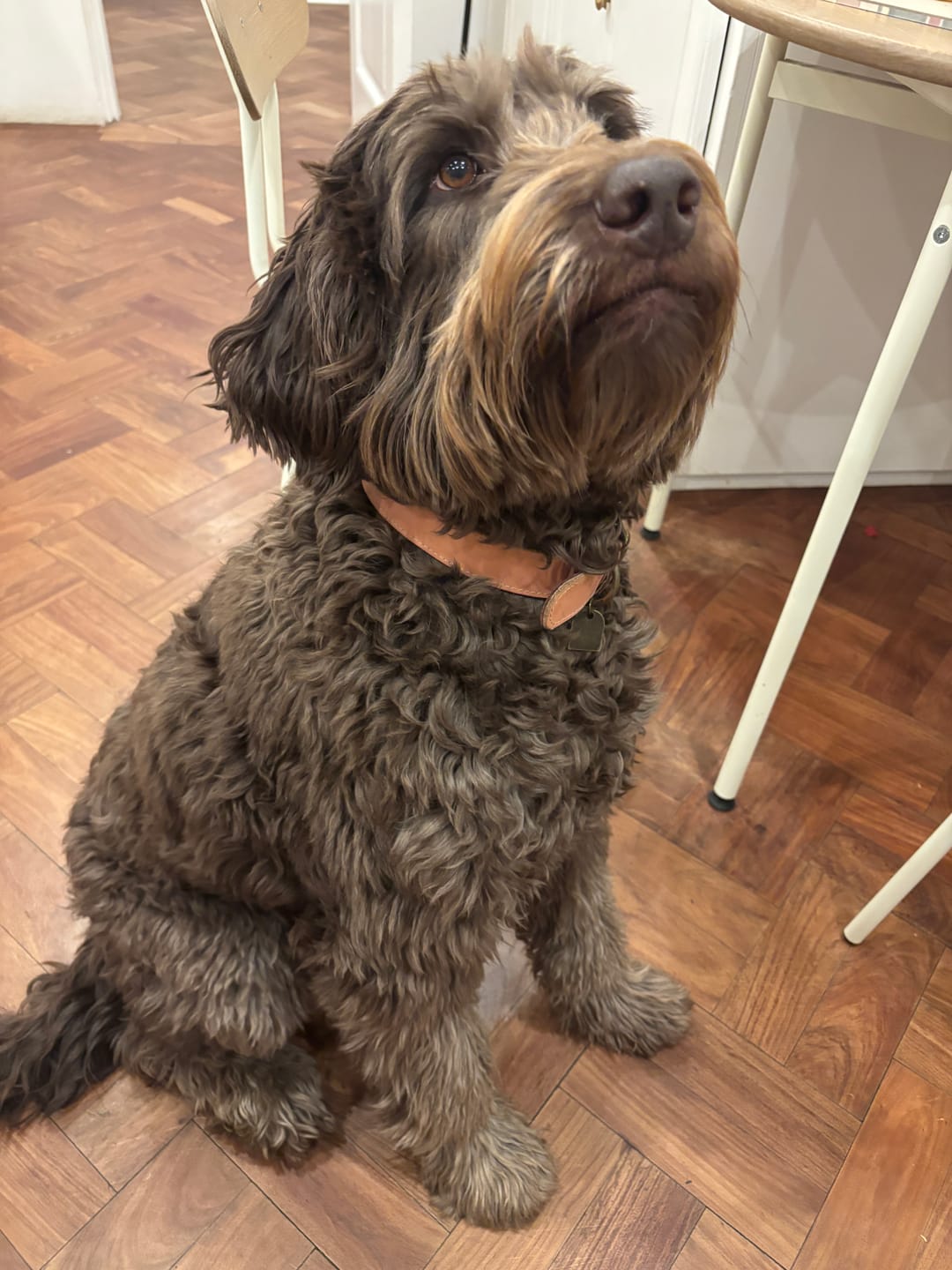 Customer photo review of Rose Pink Leather Dog Collar